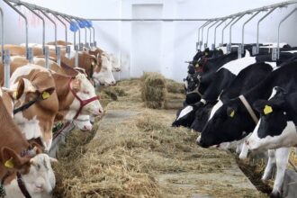 bani pentru crescatorii de animale din iasi fondurile s au dat pentru servicii de ameliorare a raselor 686b11d86aef2