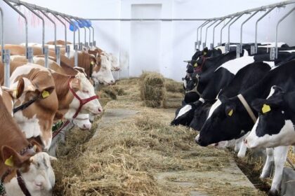 bani pentru crescatorii de animale din iasi fondurile s au dat pentru servicii de ameliorare a raselor 686b11d86aef2