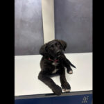 barbat retinut de politisti dupa ce a batut un pui de caine pe strada in bucuresti catelul a fost dus la o clinica veterinara 686ad34646fd7