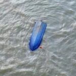 barbatul care conducea ambarcatiunea rasturnata in golful musura accident soldat cu moartea a patru persoane retinut 688aa942ade07