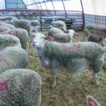 bataie cu furca intre cioban si proprietarul lucernei pascute daune de 5 000 de lei nimeni nu a fost ranit grav 68752a1587d6d