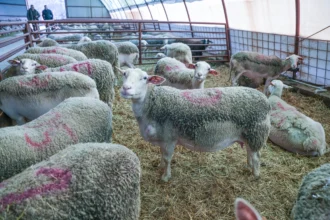 bataie cu furca intre cioban si proprietarul lucernei pascute daune de 5 000 de lei nimeni nu a fost ranit grav 68752a1587d6d