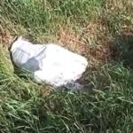 botosanean amendat cu 12 000 de lei dupa ce a abandonat intr un sac de rafie doi catelusi pe marginea unui drum video 68821279e4367