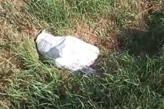 botosanean amendat cu 12 000 de lei dupa ce a abandonat intr un sac de rafie doi catelusi pe marginea unui drum video 68821279e4367