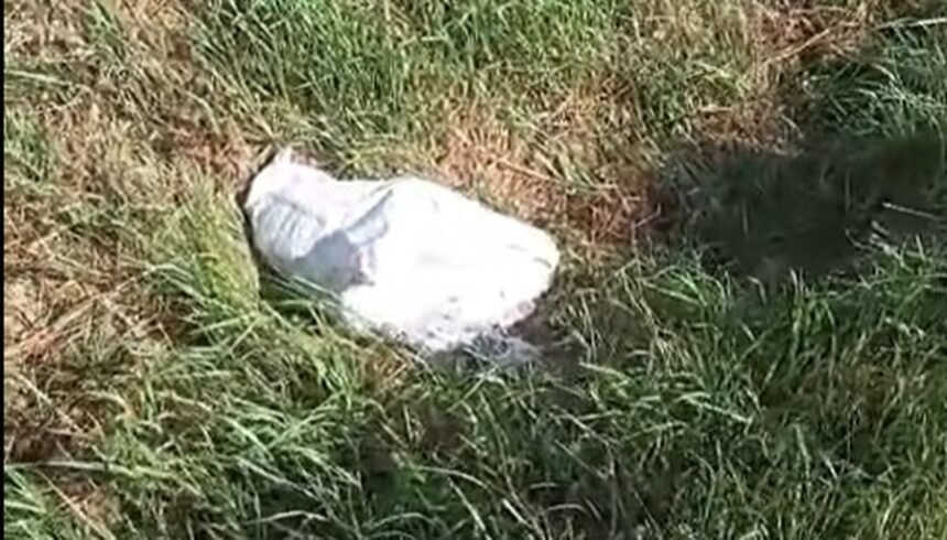 botosanean amendat cu 12 000 de lei dupa ce a abandonat intr un sac de rafie doi catelusi pe marginea unui drum video 68821279e4367