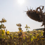 care sunt economiile din ue care vor fi cel mai afectate de valurile de caldura situatie alarmanta pentru romania 68788949503af