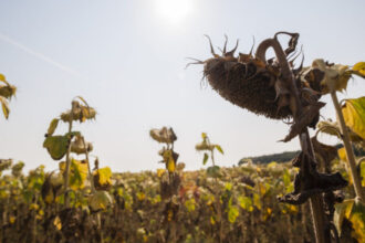 care sunt economiile din ue care vor fi cel mai afectate de valurile de caldura situatie alarmanta pentru romania 68788949503af