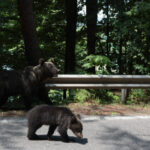 cazul motociclistului ucis de urs pe transfagarasan unul dintre puii ursoaicei a fost gasit anuntul ministrului mediului 686fbd3181b5c