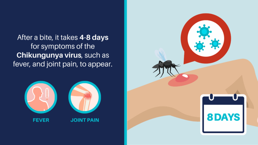 chikungunya virusul periculos care ridica nivelul de alerta in europa primul caz cu transmitere locala tantarul principalul vector 686ce574caadf