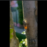 cicadele au cucerit buciumul 687e17c997be1