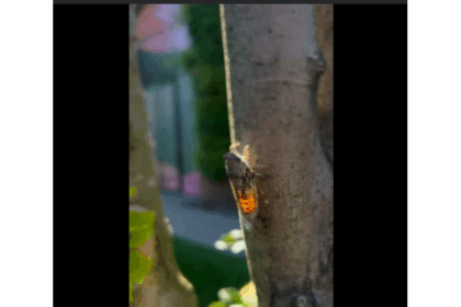 cicadele au cucerit buciumul 687e17c997be1