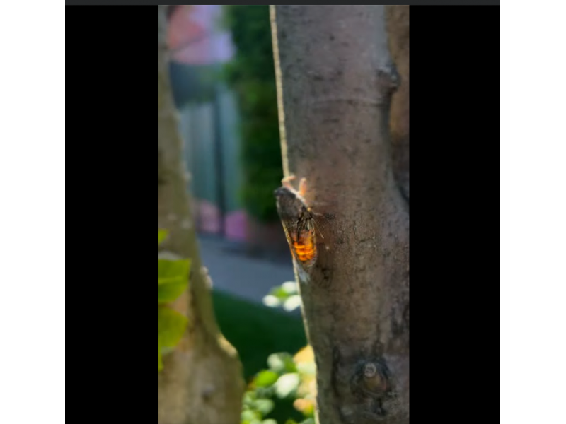 cicadele au cucerit buciumul 687e17c997be1