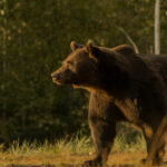 cioban atacat de urs langa o stana din judetul arges este al treilea caz in decurs de o saptamana 6874a861a7030
