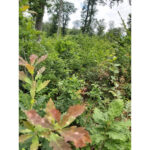 despre padure 687775d7da77e