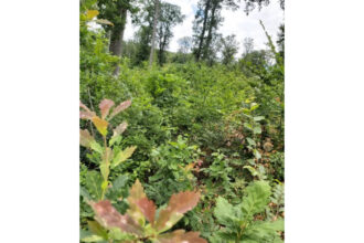 despre padure 687775d7da77e