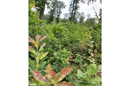 despre padure 687775d7da77e