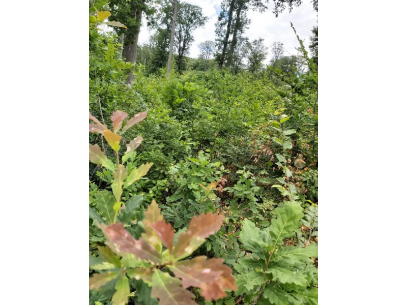 despre padure 687775d7da77e