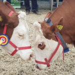 e oficial cel mai bogat om din ungaria pune mana pe napolact 688b25d6ee121