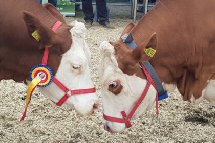 e oficial cel mai bogat om din ungaria pune mana pe napolact 688b25d6ee121