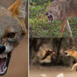 femeie muscata de un sacal cu rabie 68809cb84db3c