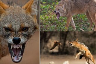 femeie muscata de un sacal cu rabie 68809cb84db3c