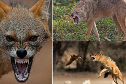 femeie muscata de un sacal cu rabie 68809cb84db3c