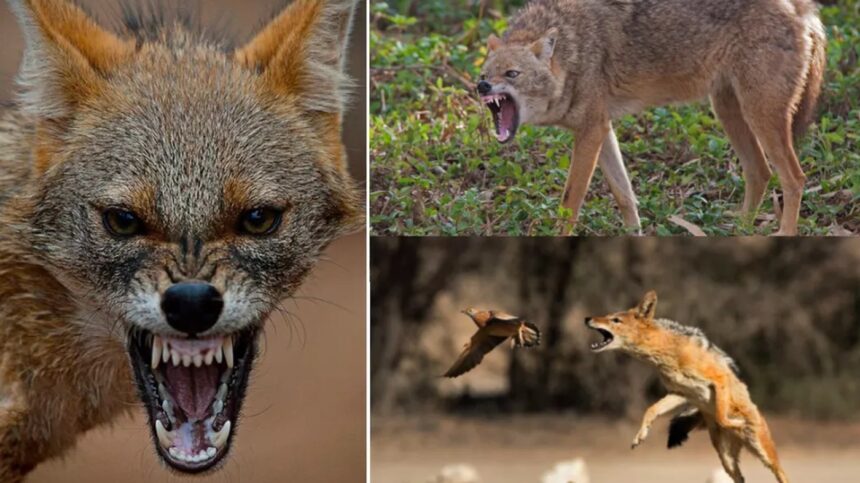 femeie muscata de un sacal cu rabie 68809cb84db3c