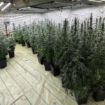 galerie foto politist cercetat pentru trafic de droguri a dezvoltat o cultura indoor de canabis impreuna cu sotia sa in dambovita 6888bf6db116f