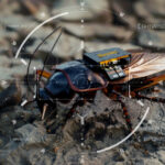 gandaci spion si roboti de lupta cu inteligenta artificiala cum arata strategia germaniei pentru razboiul viitorului 6881bdf88bf38