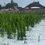 grindina a lovit judetul neamt culturile din vanatori neamt distruse in timp ce sistemul antigrindina ramane nefunctional 68734b9c901bc