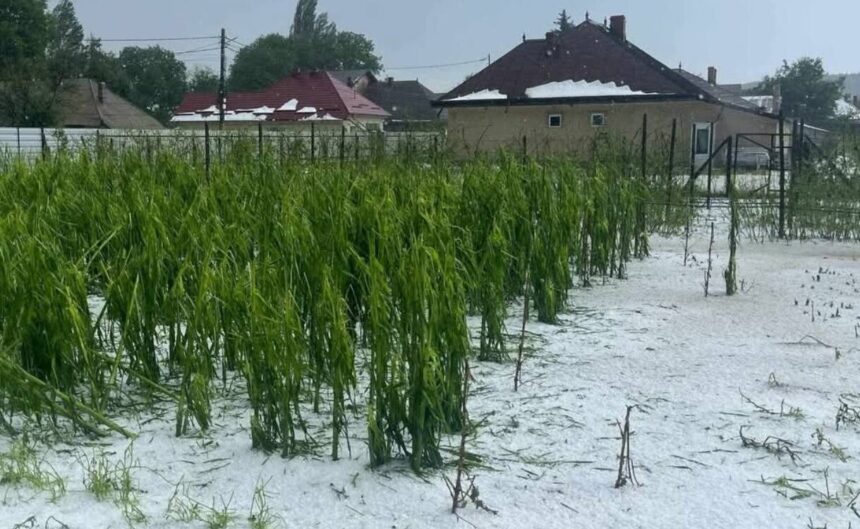 grindina a lovit judetul neamt culturile din vanatori neamt distruse in timp ce sistemul antigrindina ramane nefunctional 68734b9c901bc