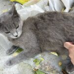 iesean condamnat la ore de terapie psihica dupa ce a aruncat cu pisica in sotie teroarea din familie dura de trei saptamani 6882595e5503e