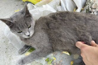 iesean condamnat la ore de terapie psihica dupa ce a aruncat cu pisica in sotie teroarea din familie dura de trei saptamani 6882595e5503e