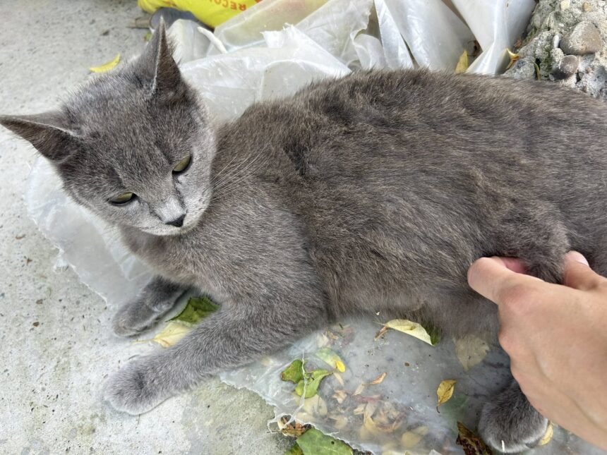 iesean condamnat la ore de terapie psihica dupa ce a aruncat cu pisica in sotie teroarea din familie dura de trei saptamani 6882595e5503e