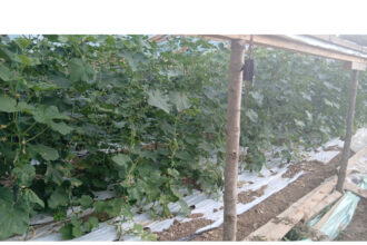 iesenii invitati sa si culeaga singuri legumele si fructele direct din fermele locale 6888d14cb79c7