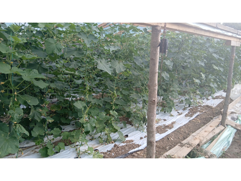 iesenii invitati sa si culeaga singuri legumele si fructele direct din fermele locale 6888d14cb79c7