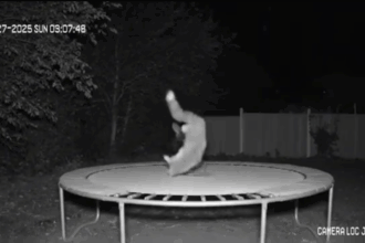 in cautarea distractiei o vulpe isi mentine silueta sarind in trambulina 6888ba159ad5e