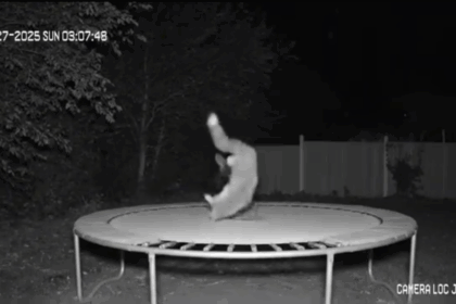 in cautarea distractiei o vulpe isi mentine silueta sarind in trambulina 6888ba159ad5e