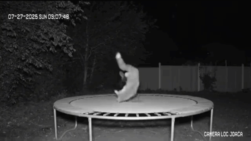 in cautarea distractiei o vulpe isi mentine silueta sarind in trambulina 6888ba159ad5e