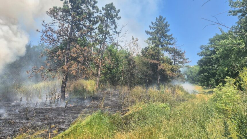 incendiu in gradina botanica din iasi 686bb518c3b72 1