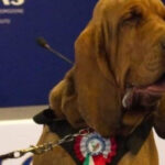 indignare in italia dupa uciderea lui bruno un caine erou care a salvat 9 vieti meloni un act las si inacceptabil 686bcc3e3746e