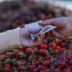 inflatia a crescut la 57 fructele s au scumpit cu peste 33 in ultimul an 6870d4b530991