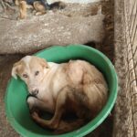 lagarele tacerii cum sunt chinuite animalele in adaposturile private platite din bani publici 688af0dae9803