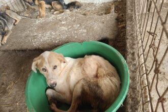 lagarele tacerii cum sunt chinuite animalele in adaposturile private platite din bani publici 688af0dae9803