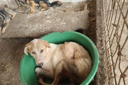 lagarele tacerii cum sunt chinuite animalele in adaposturile private platite din bani publici 688af0dae9803