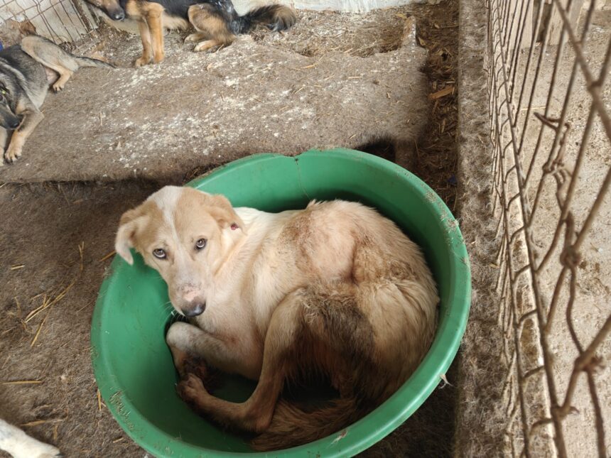 lagarele tacerii cum sunt chinuite animalele in adaposturile private platite din bani publici 688af0dae9803