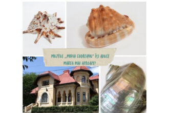 marea din mijlocul iasului muzeul mihai codreanu iti aduce litoralul mai aproape decat crezi 68721265303ca