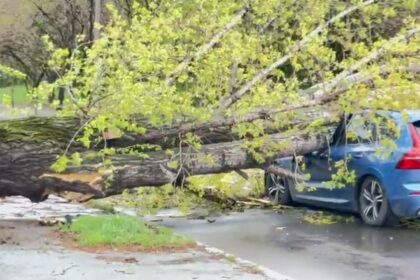 misiune in dinamica arbore cazut peste doua autoturisme pe strada hlincea municipiul iasi 6887de3f9287d
