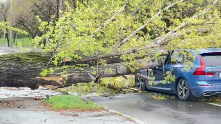 misiune in dinamica arbore cazut peste doua autoturisme pe strada hlincea municipiul iasi 6887de3f9287d