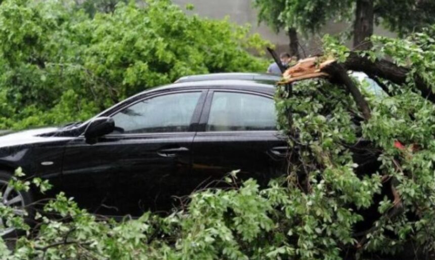 misiune in dinamica arbore cazut peste trei autoturisme pe aleea tudor neculai municipiul iasi 6887cae31f5bd